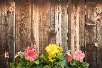 Fototapeta na wymiar Three pots of gerbera daisies in front of a rustic plank wall.