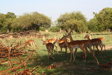 Antelope Buck Wildlife