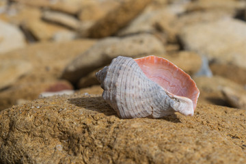gray shell on stones on a sunny day