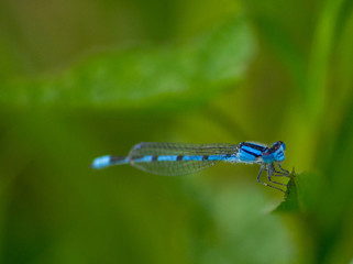 Blue Damselfly 