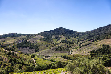 Fototapeta na wymiar Vignoble de Collioure- Banyuls, vue depuis la côte de Vermeille, Pyrénées- Orientales, Catalogne, Languedoc-Roussillon, France 