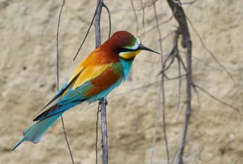 European bee-eater on branch, Merops apiaster