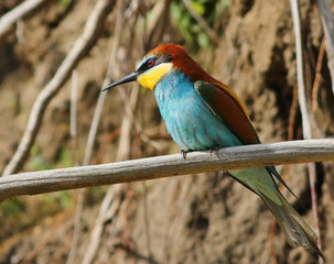European bee-eater on branch, Merops apiaster
