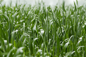 wheat germ on the field
