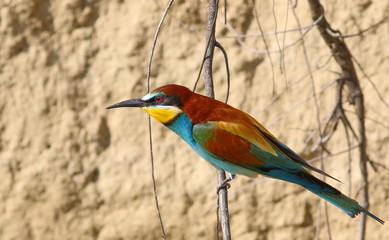 European bee-eater on branch, Merops apiaster