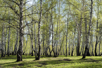 Fototapeta premium Birch grove with young spring foliage