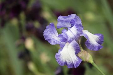 Ornamental Flowers of Iris plant i