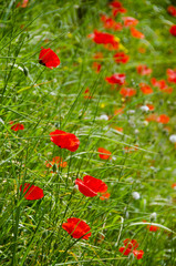 Red Poppies of Tuscany
