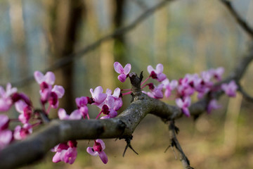 Redbuds Blooming
