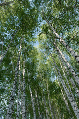 Landscape of a birch grove in spring