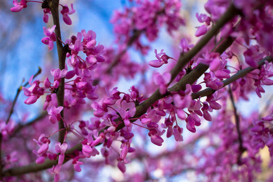 Redbuds Blooming
