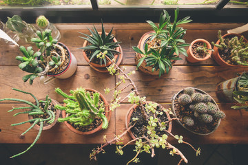 Small plant pot displayed in the window vintage color