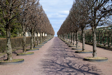 Spring Alley in the Park without leaves