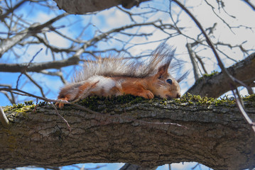 Naklejka na ściany i meble Red Squirrel sits on a tree in the spring at sunny day