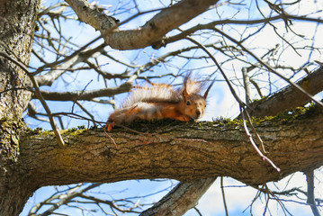 Red Squirrel sits on a tree in the spring at sunny day