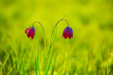 pair of beautiful wild tulip in a grass