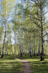 Birch grove with young spring foliage