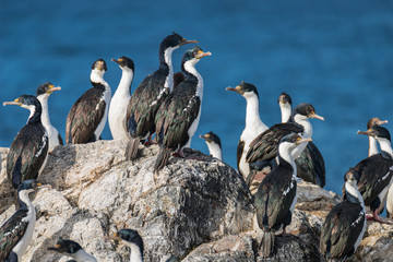 Colony of king cormorants Beagle Channel, Patagonia