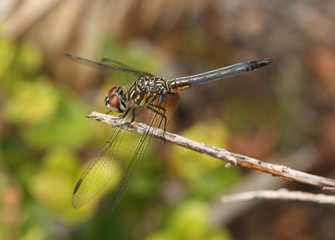 A Dragon fly resting in a plant stick