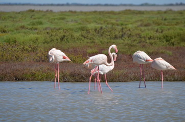 Flamant rose (Phoenicopterus roseus)
