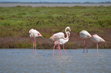 Flamant rose (Phoenicopterus roseus)