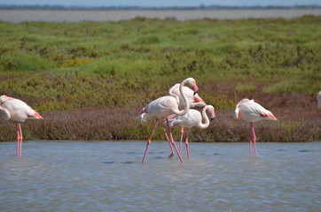 Flamant rose (Phoenicopterus roseus)