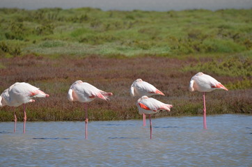Flamant rose (Phoenicopterus roseus)