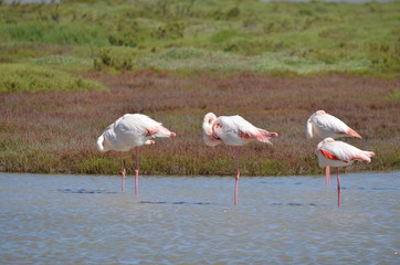 Flamant rose (Phoenicopterus roseus)