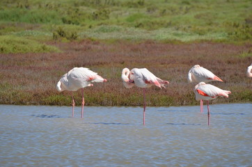 Flamant rose (Phoenicopterus roseus)