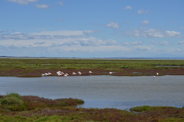 Paysage de Camargue et flamands roses