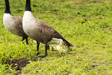 Baby geese with mom and dad