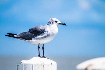 Gull on a Pier