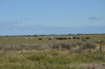 Naklejka premium Paysage camarguais