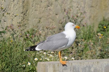 Goéland leucophée (Larus michahellis)