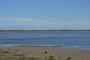 Paysage de Camargue et flamands roses
