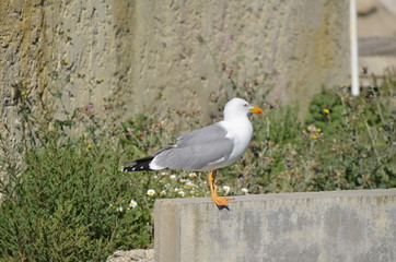Goéland leucophée (Larus michahellis)