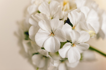 Macro shot of flowers of white geranium