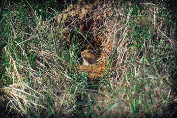 Naklejka na ściany i meble The gopher sits in a burrow and emerges from it