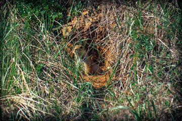 The gopher sits in a burrow and emerges from it