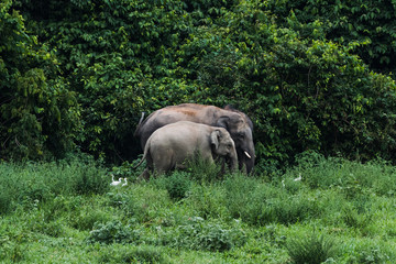 Naklejka na ściany i meble Wild elephants in Thailand Kui Buri National Park
