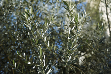 オリーブの樹
