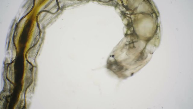 Larvae of chironomids or non-biting midges through a microscope