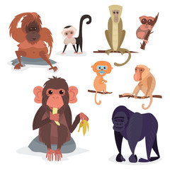 Different breads monkey character animal wild zoo ape chimpanzee vector illustration.