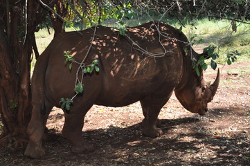 Safari Animals and Wildlife