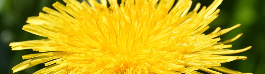 Close up of a common dandelion blossom