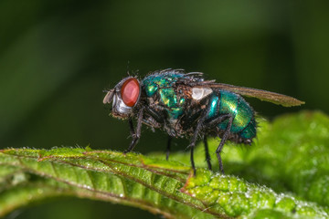 Naklejka premium Moscone verde metallico posato su una foglia