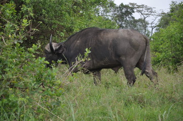 Fototapeta premium Safari Animals and Wildlife