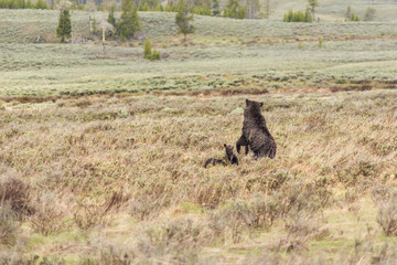 Mother grizzly bear with two cubs in prairie in Yellowstone National Park