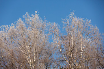 Winter birch forest with blue sky