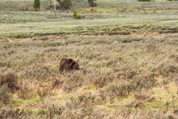 Bleeding beat up mother grizzly bear walking through dry grass prairie in Yellowstone National Park